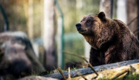 Panică într-o localitate din România. O ursoaică cu trei pui a intrat în casa unei bătrâne